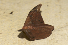 Oreta pavaca