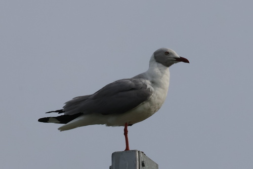 iNaturalist image