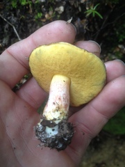 Boletus leptospermi