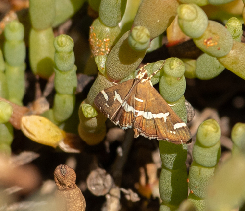 Hawaiian Beet Webworm Moth