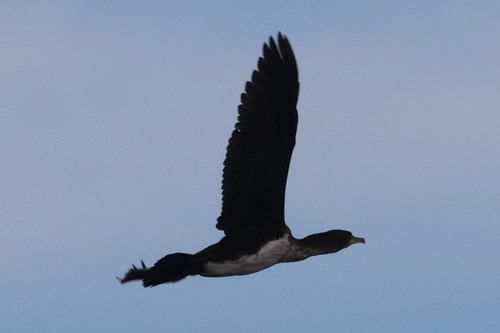 iNaturalist: (c) Gerhard Lemmer, some rights reserved (CC BY-NC), uploaded by Gerhard Lemmer iNaturalist image