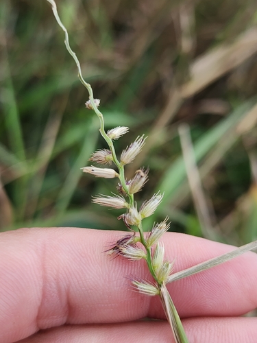 Cenchrus caliculatus observed 2026-07-19