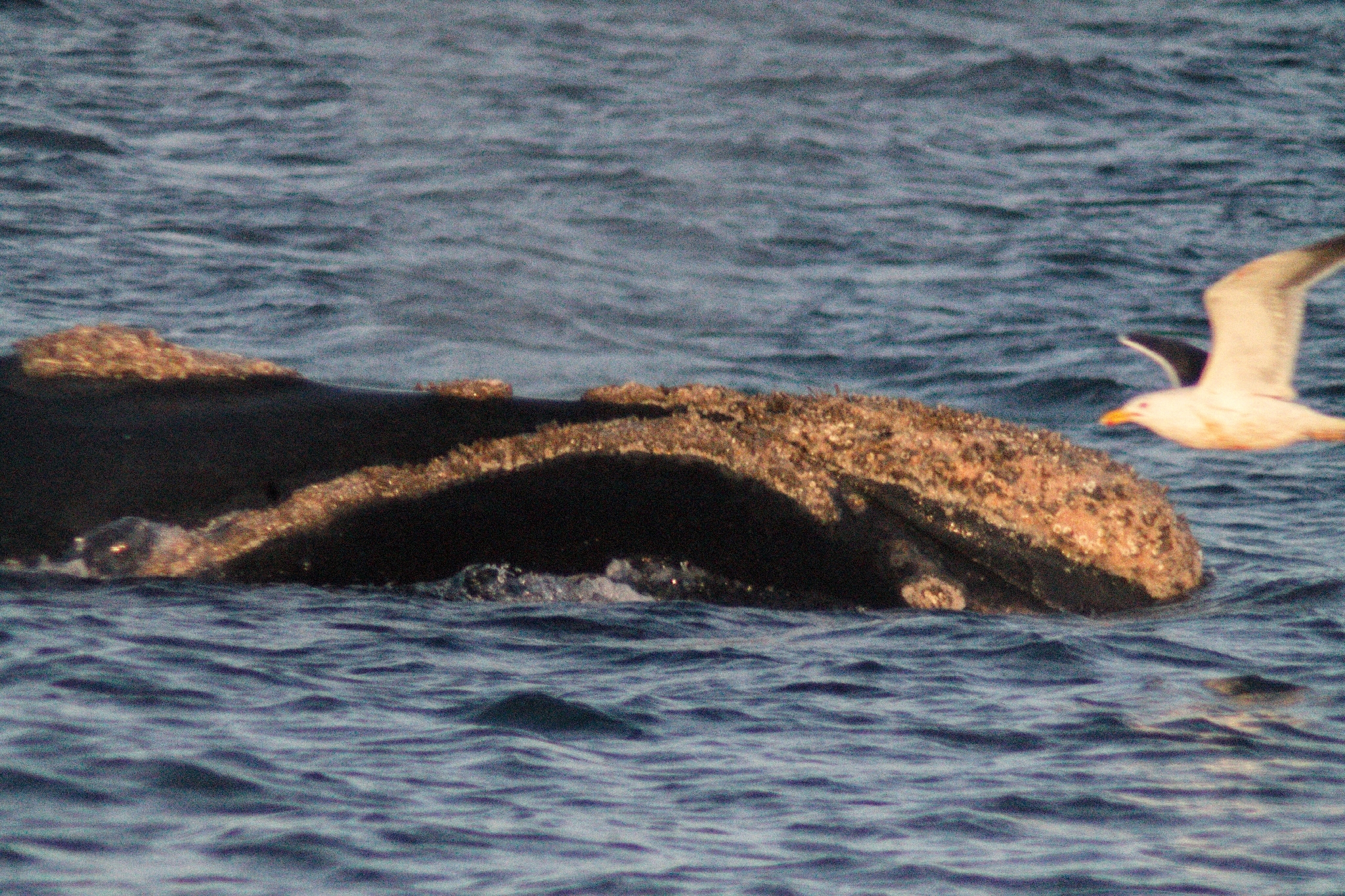 Eubalaena australis