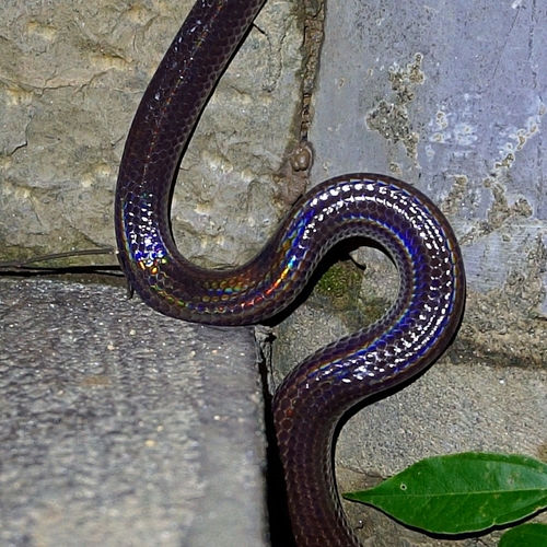 Asian Sunbeam Snake