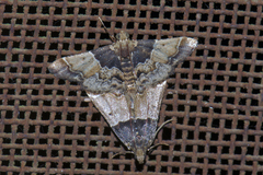 Pyralis pictalis