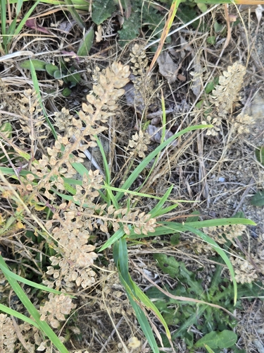 Lepidium heterophyllum observed 2026-07-18