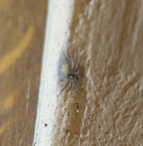 Philodromus aureolus