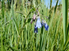 Mertensia paniculata paniculata