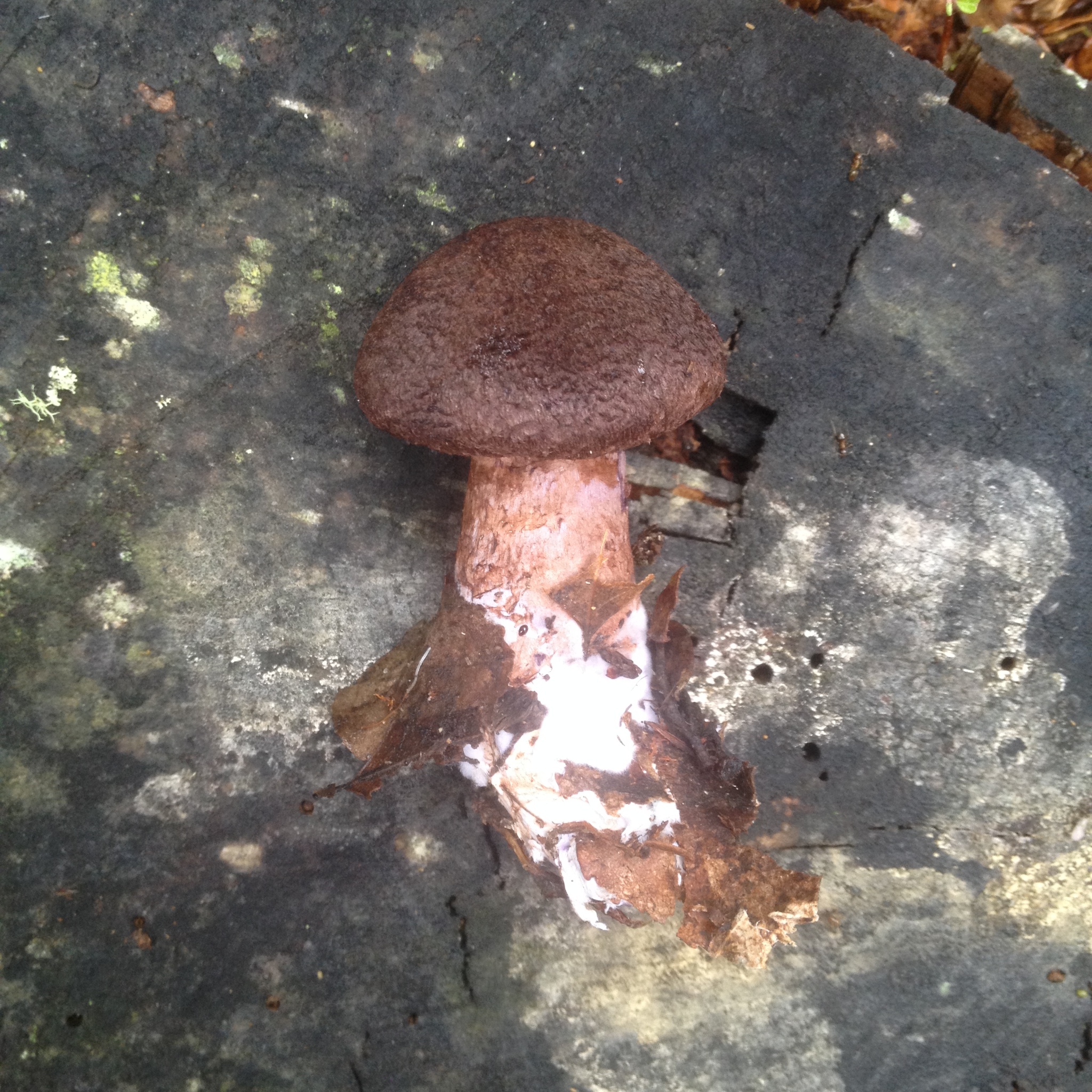 Cortinarius ursus image
