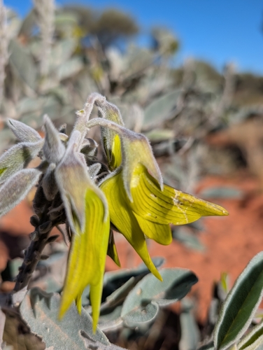 Crotalaria cunninghamii, photograph 5