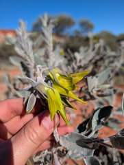 Crotalaria cunninghamii, photograph (c) maxark, some rights reserved (CC BY)