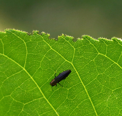 Agrilus rubroniger