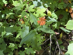 Silene cognata