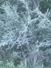Aloysia gratissima