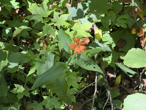Silene cognata, photograph 1