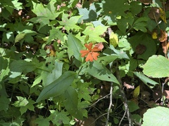 Silene cognata, photograph Jane Charlen, CC BY, iNaturalist via GBIF