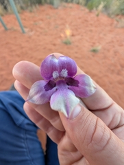 Eremophila willsii
