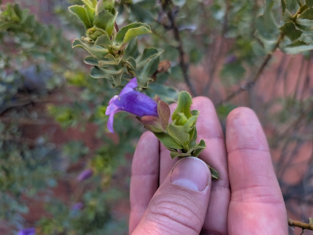 Eremophila willsii; photograph (c) maxark, some rights reserved (CC BY)