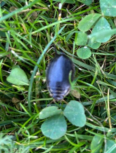 Lesser Diving-beetle