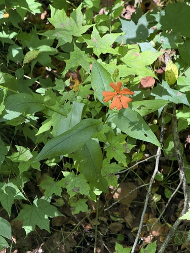 Silene cognata, photograph 2