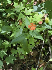 Silene cognata, photograph Jane Charlen, CC BY, iNaturalist via GBIF