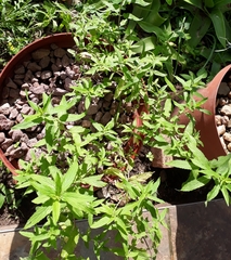 Mentha longifolia polyadena