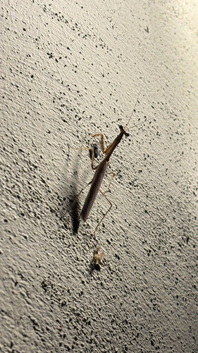 Mantis de California