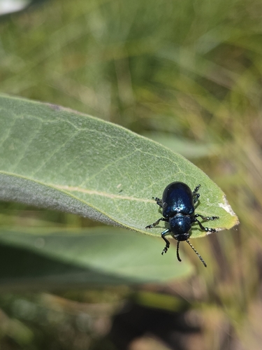 iNaturalist observation photo of Cobalt Milkweed Beetle