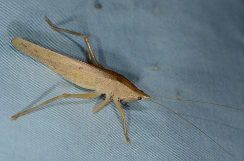 Photo of Hook-faced Conehead (Pyrgocorypha uncinata)