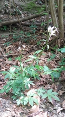 Cardamine bulbifera