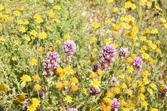 Castilleja densiflora gracilis