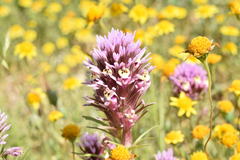 Castilleja densiflora gracilis