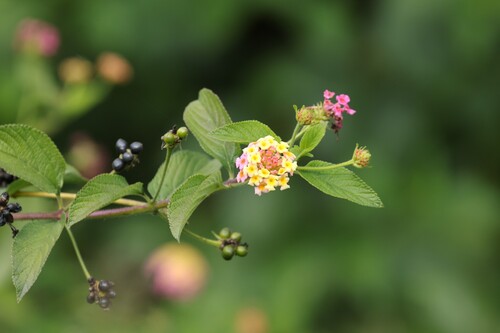 Lantana camara