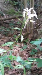 Cardamine bulbifera