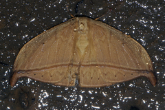Drepanidae