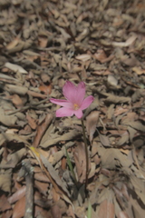 Zephyranthes fosteri
