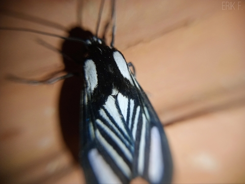 Rhipha strigosa