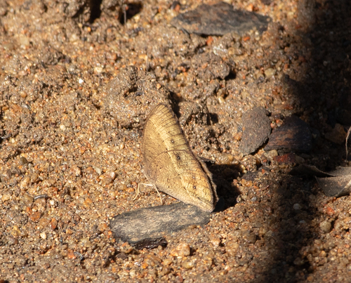 Dingy Bushbrown