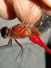 Rhodothemis rufa