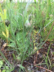 Microseris laciniata