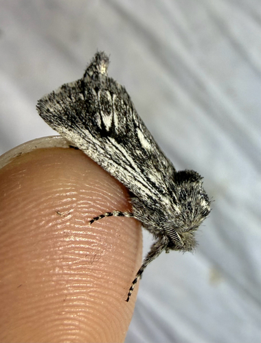 iNaturalist observation photo of Hypopta palmata