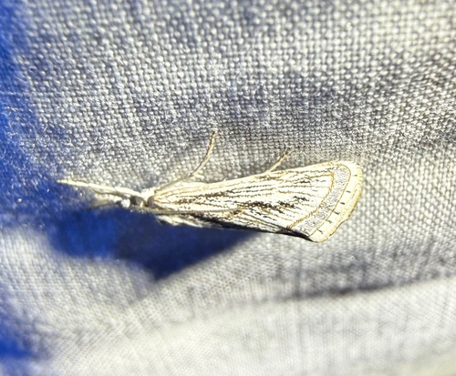 iNaturalist observation photo of Hemiplatytes