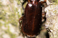 Dromius
