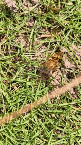 Kaempfer Cicada