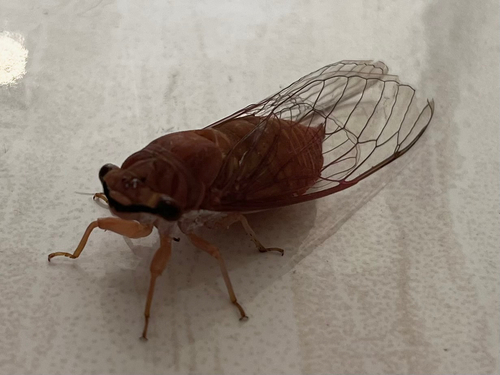 Peaceful Cicada photo 5