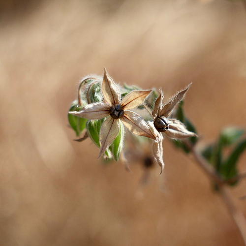 camel bush