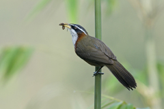 Pomatorhinus schisticeps