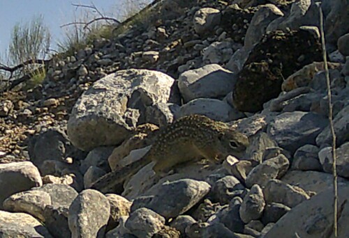 Xerospermophilus spilosoma
