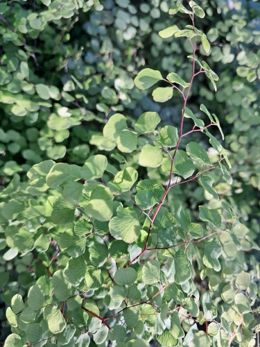 common maidenhair fern