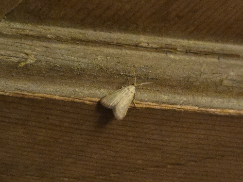 iNaturalist observation photo of Owlet Moths and Allies